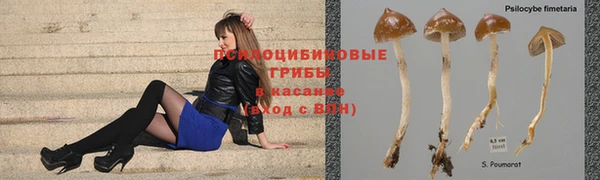 стаф Заводоуковск